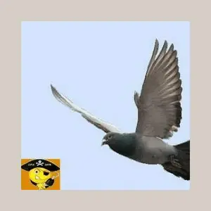 Radio Radio De Grijze Doffer